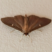 there is no joy in joanna