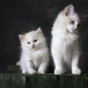 You know nothing, Jon Snow