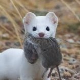 drapieznik lasicowaty