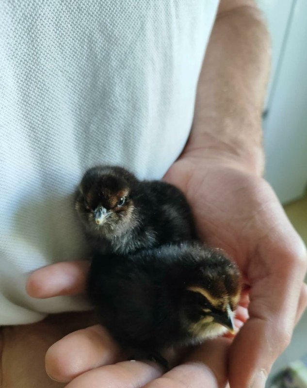 BIRB.jpg